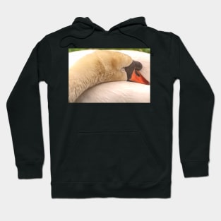 Sleeping Mute Swan 2 Hoodie